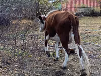 Cow, Latvian Blue cattle — photo 4