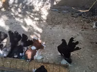 Chickens — Foto 7