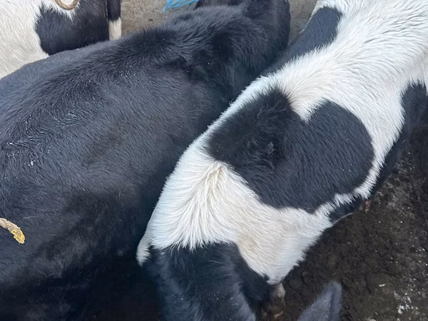 Cow, Russian Black pied cattle
