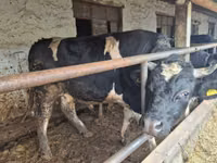 Bulle, Russian Black pied cattle — Foto 2