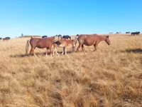 فرس, Horse breed — الصورة 1