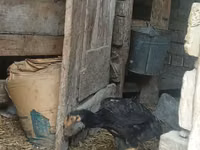 Chickens — foto 7