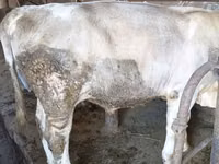 Bulle, Swiss cattle — Foto 4