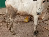 公牛, Cattle — 照片 1
