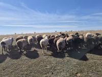 نعجة, Edilbay sheep — الصورة 5