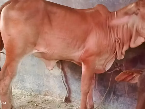 गाय, ब्राह्मण