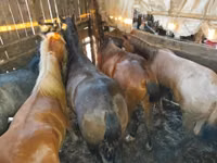 घोड़ी, Horse breed — फ़ोटो 2
