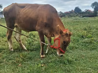 Vaca, Raza Alatau — foto 5