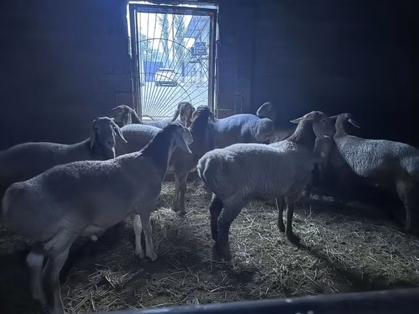 Carnero, Arashan sheep — Kirguistán
