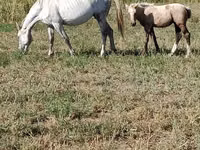 Yegua, Percheron — foto 1