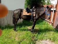 Hengst, Pferde — Foto 1