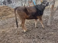 母牛, Cattle — 照片 2