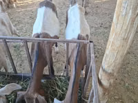 Goat, Nubian Goat — photo 2