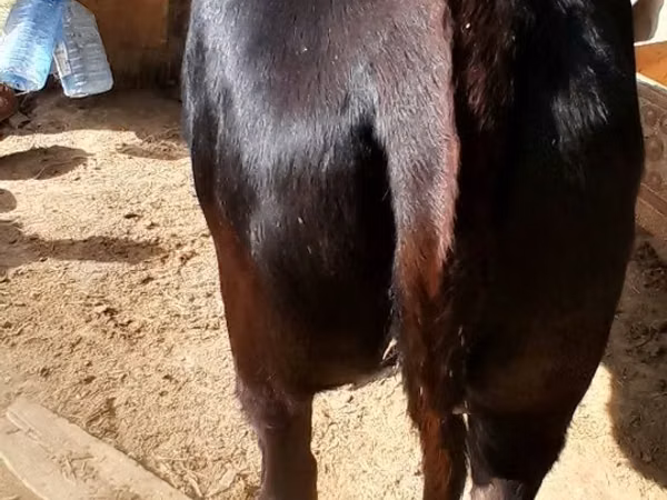 Vaca, Ganado vacuno