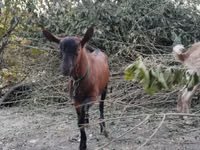 Cabras (lote, sexo no especificado), Alpine goat — foto 4