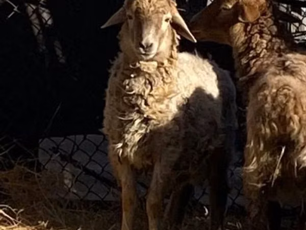 Кочкор, Койлор