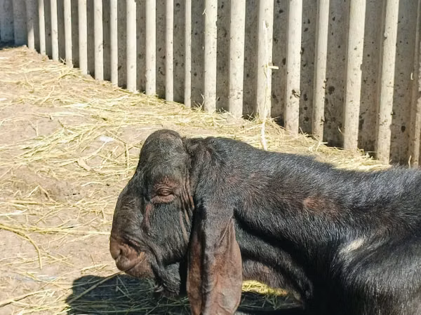 Ziegenbock, Kamori goats