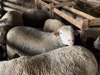 Widder, Ile-de-France sheep — Foto 4