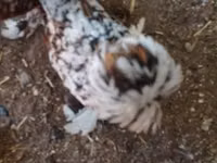Chickens — Foto 2