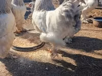 براهما — الصورة 1