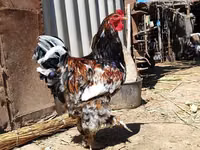 Chickens — foto 3