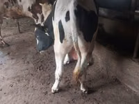 Buqa, Russian Black pied cattle — 1-rasm
