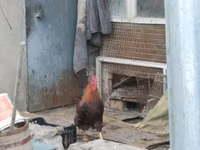 Chickens — foto 4