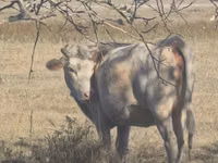 Kuh, Latvian Blue cattle — Foto 2