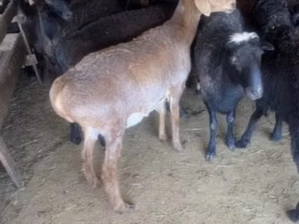Widder, Edilbay sheep