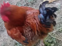 Chickens — Foto 2