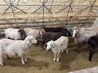 母羊, Sheep — 照片 4
