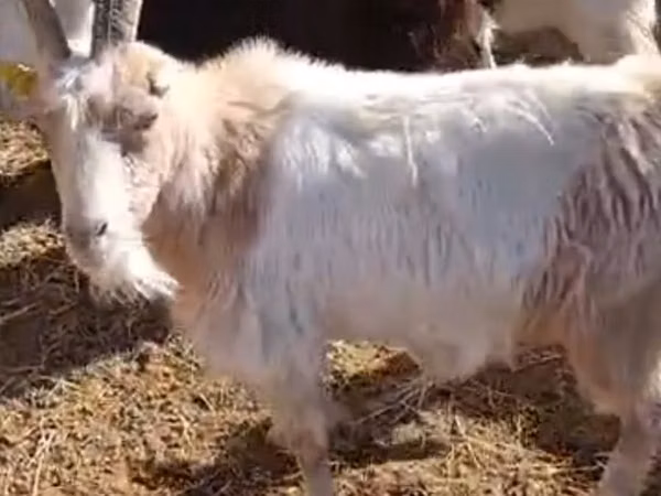 Goat, Goats
