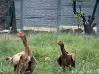 Ayam Cemani — Foto 1