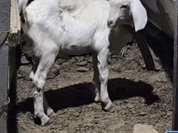 Ziegenbock, Saanen goat — Foto 1