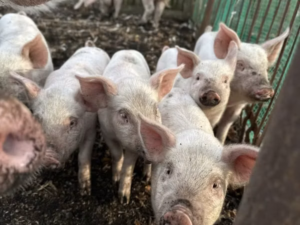 Schweine (Partie, Geschlecht nicht angegeben),  — Kasachstan