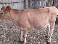 母牛, Holstein breed — 照片 1