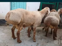 كبش, الأغنام — الصورة 3