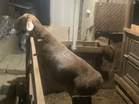Schaf, Arashan sheep — Foto 3