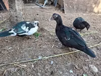 Ducks — Foto 1