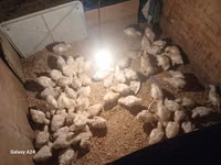 Chickens — الصورة 1