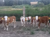 Toro, Simmental cattle — foto 1
