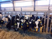 母牛, Russian Black pied cattle — 照片 6