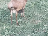 Ziege, Kamori goats — Foto 1