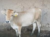 Kuh, Simmental cattle — Foto 1