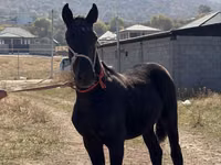 Caballo, Arabian horse — foto 2