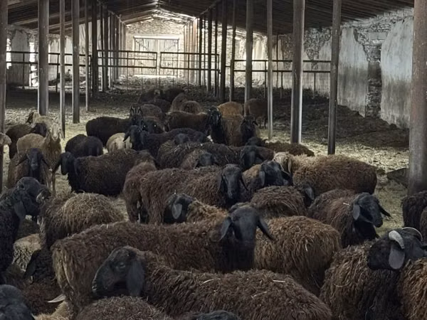 Widder, Edilbay sheep