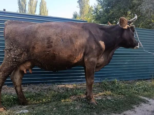 母牛, Swiss cattle — 吉尔吉斯斯坦