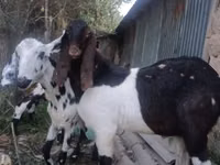 عنزة, Nubian Goat — الصورة 1