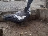 Turkeys — 照片 4