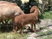 Widder, Arashan sheep — Foto 5